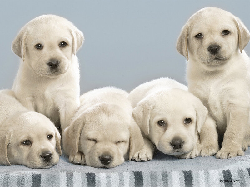 Five Yellow Lab Puppies — Calm, Photograph, Blanket, Blue Background, Gray, White