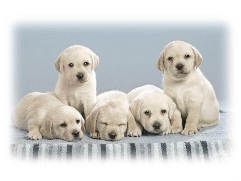Five Yellow Lab Puppies — Calm, Photograph, Blanket, Blue Background