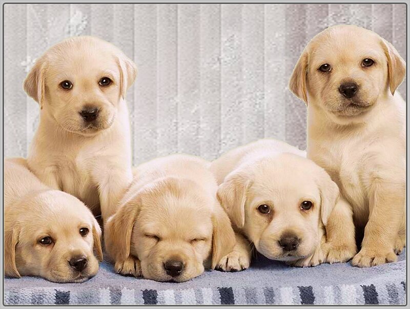 Five Yellow Lab Puppies — Calm, Photograph, Blanket