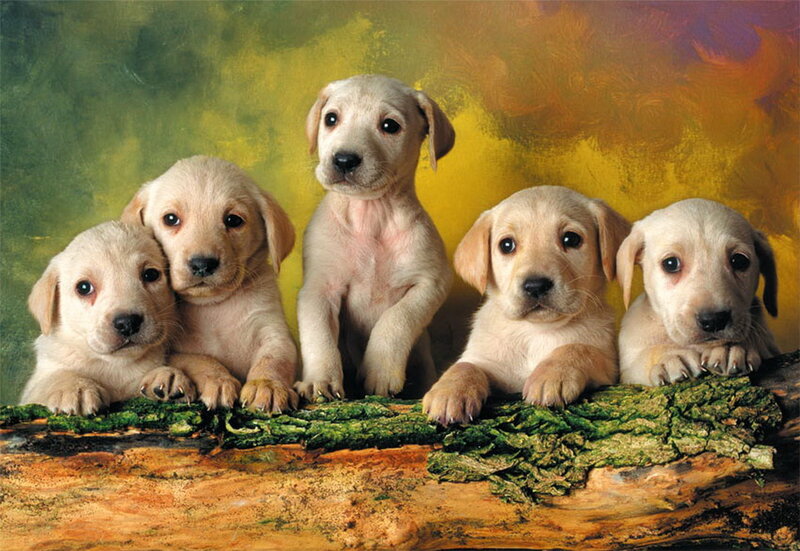 Five Yellow Lab Puppies — Calm, Photograph