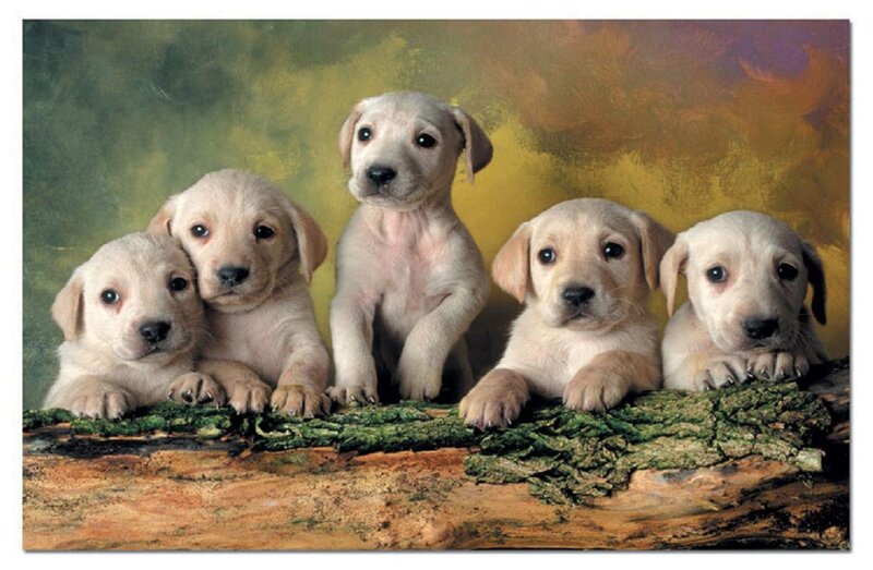 Five Yellow Lab Puppies — Calm