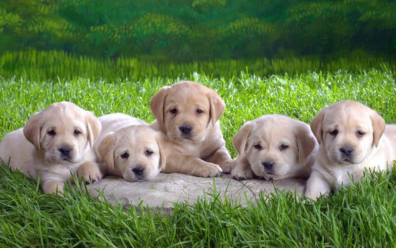 Five Yellow Lab Puppies — Green, Calm, Afternoon, Photograph
