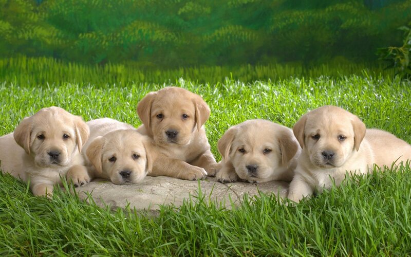Five Yellow Lab Puppies — Green, Calm, Afternoon