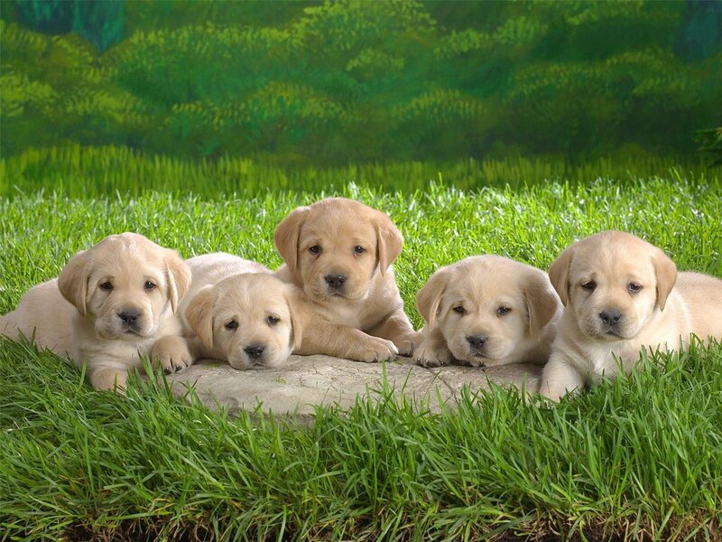 Five Yellow Lab Puppies — Green, Calm