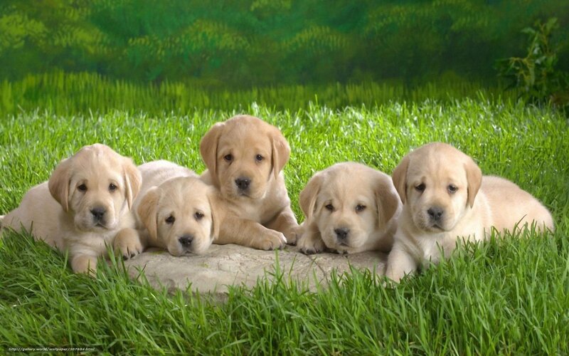 Five Yellow Lab Puppies — Green, Peaceful
