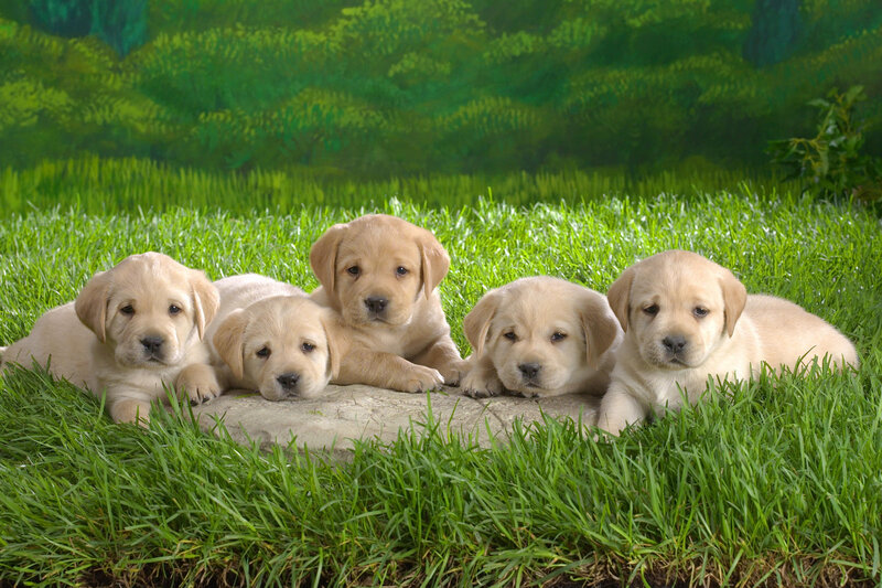 Five Yellow Lab Puppies — Green, Rock