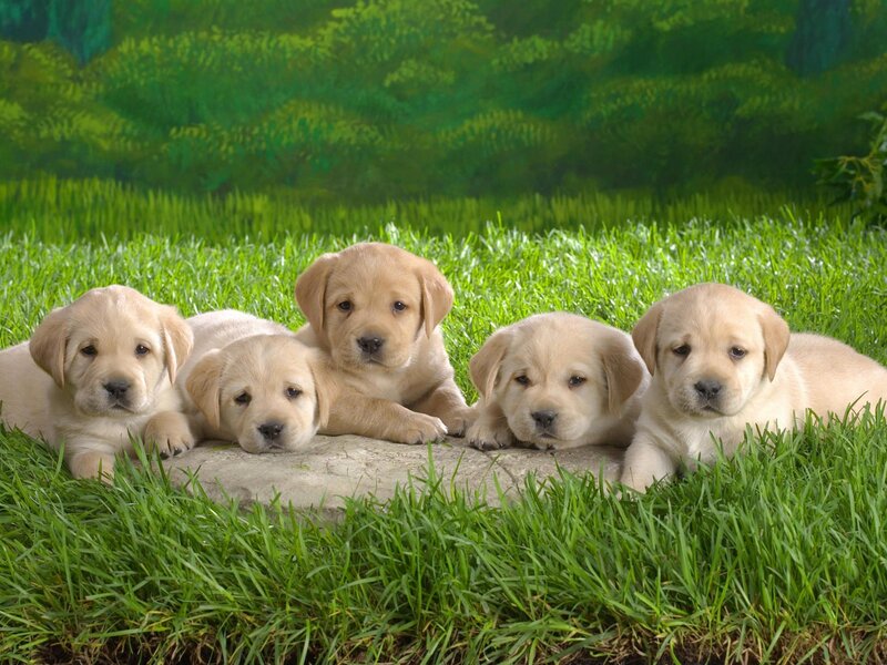 Five Yellow Lab Puppies — Green, Stone
