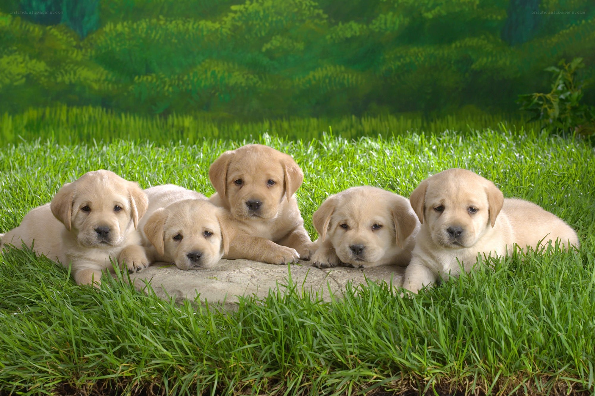 Five yellow lab puppies on grass