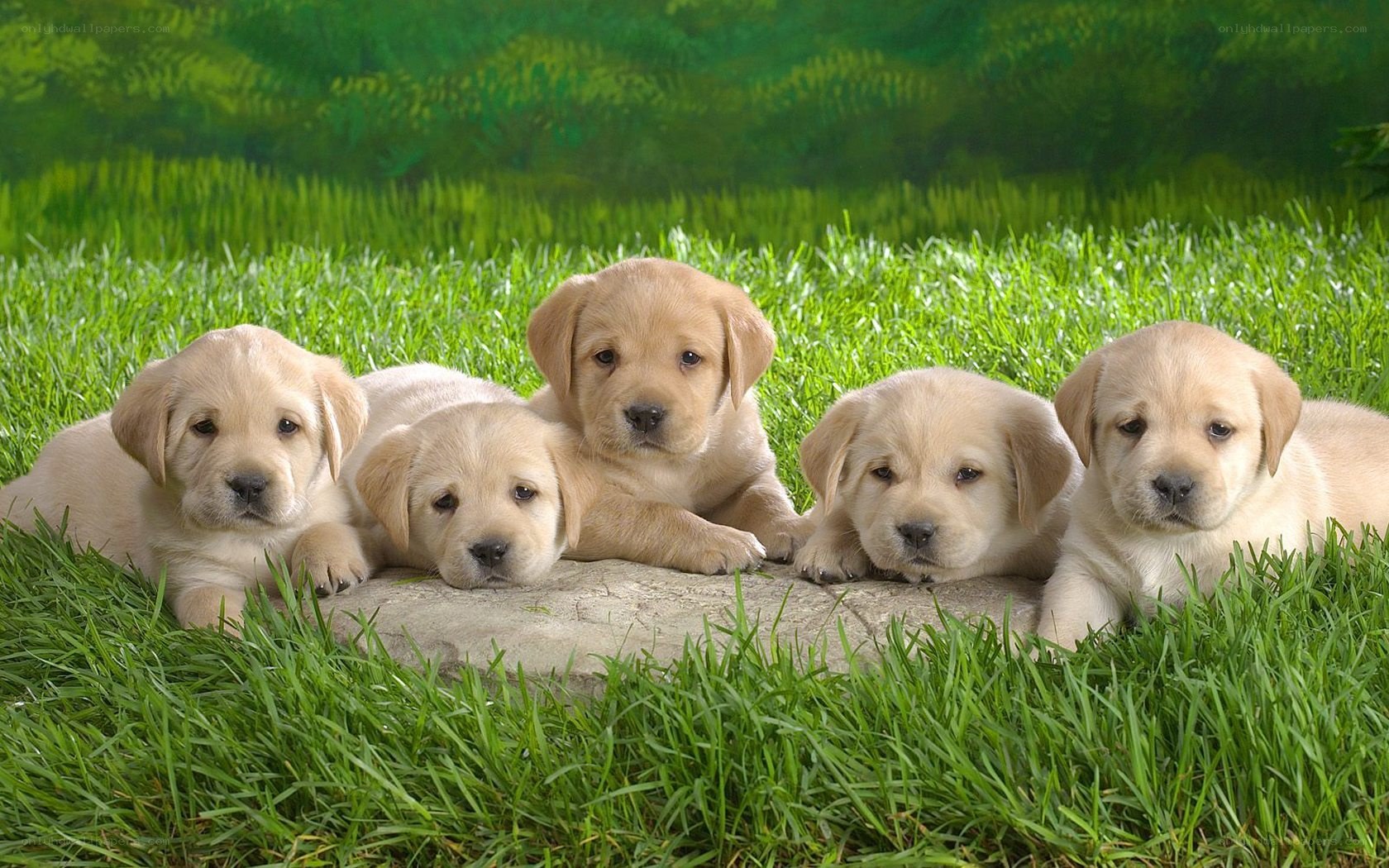 five yellow lab puppies on grass
