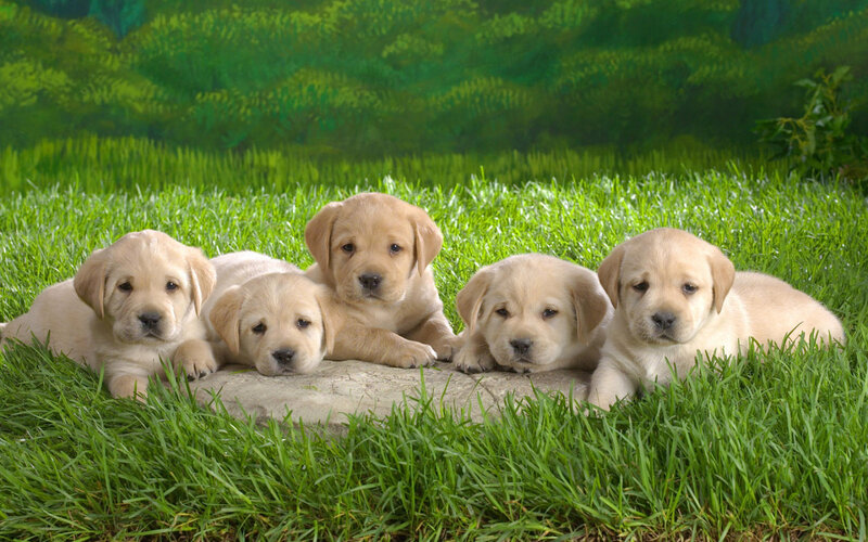 five yellow lab puppies on grass