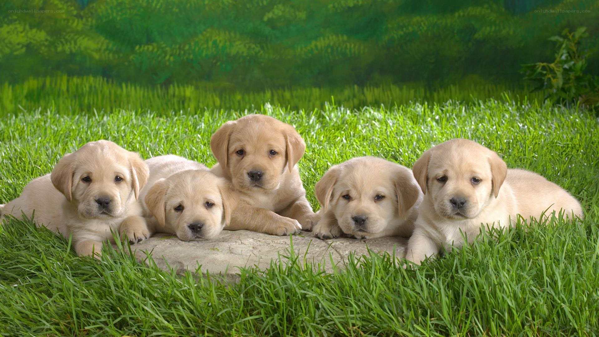 Five yellow lab puppies on grass
