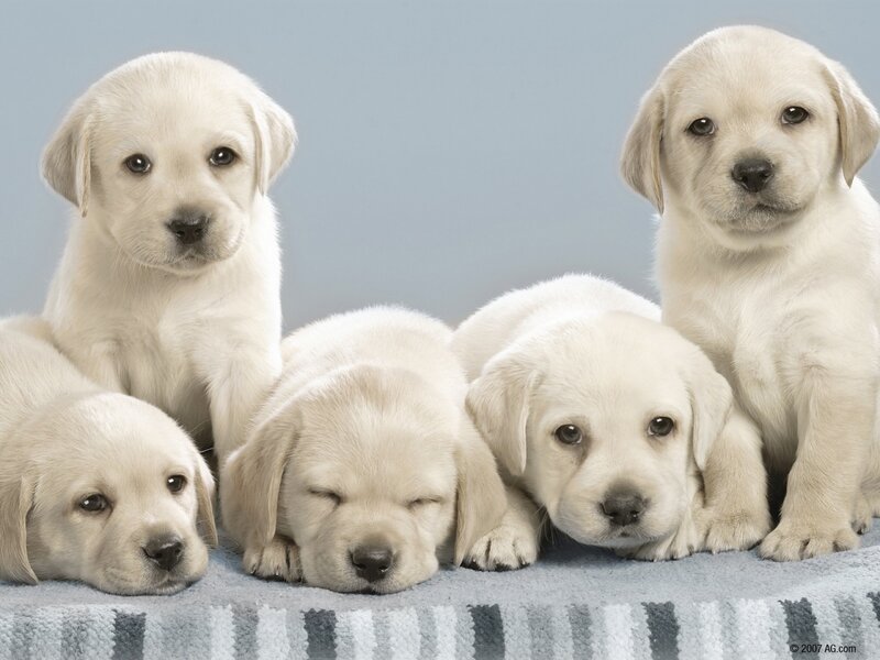 five yellow lab puppies