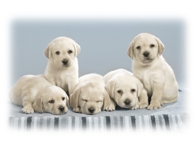 Five Yellow Lab Puppies — White, Calm, Photograph, Blanket, Blue Background, Gray, Blue