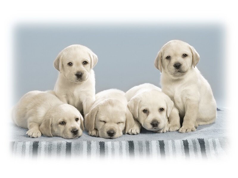 Five Yellow Lab Puppies — White, Calm, Photograph, Blanket, Blue Background, Gray