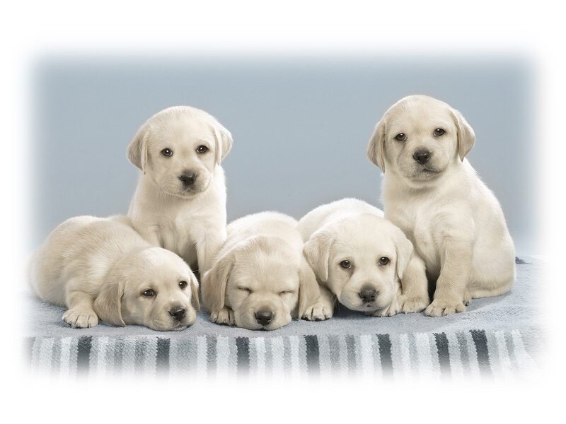 Five Yellow Lab Puppies — White, Calm, Photograph, Blanket