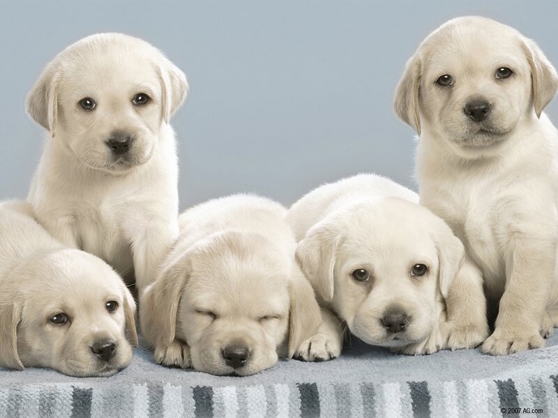 Five Yellow Lab Puppies — White, Calm, Photograph