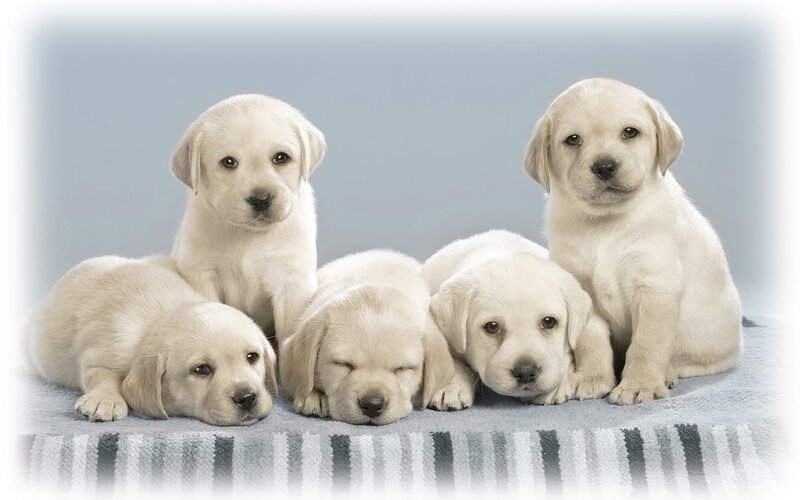 Five Yellow Lab Puppies — White, Calm, Photograph, Towel, Blue Background, Gray