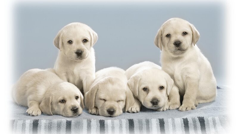 Five Yellow Lab Puppies — White, Calm, Photograph, Towel, Blue Background