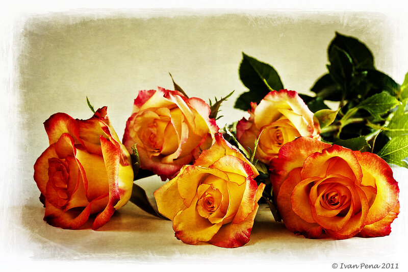 Five Yellow-orange Roses