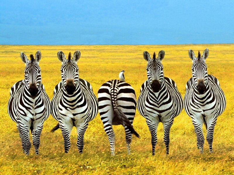 Five Zebras in Field — Yellow, Calm, Afternoon