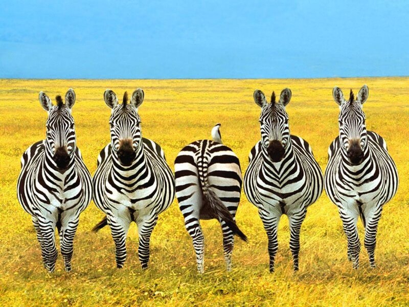 Five Zebras in Field — Yellow, Calm