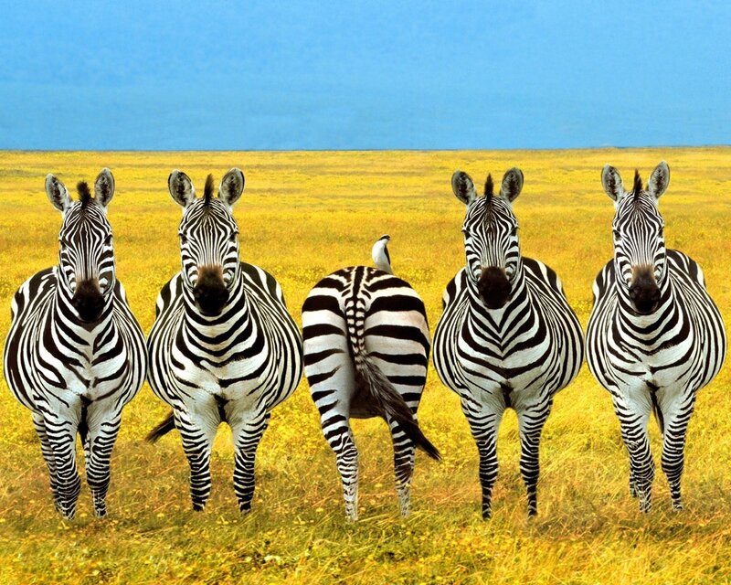 Five Zebras in Field — Yellow