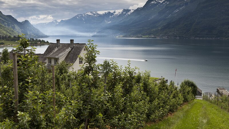 Fjord landscape with apple orchard