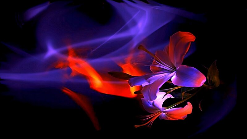 Flame and flower in motion