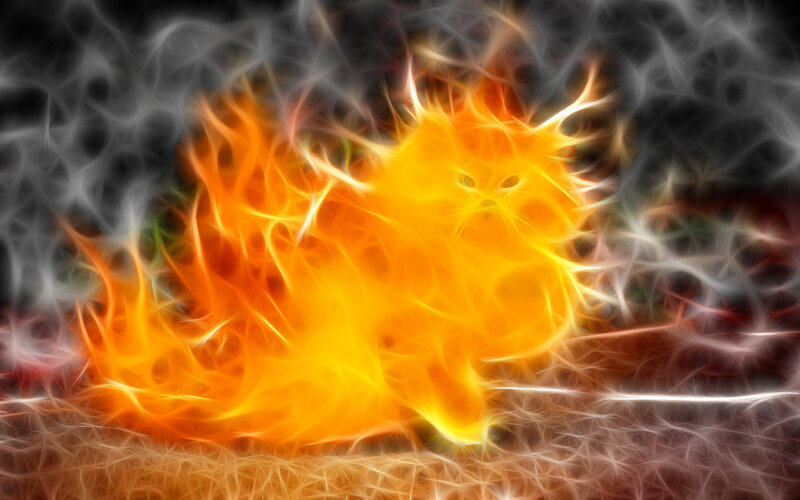 flame cat digital art