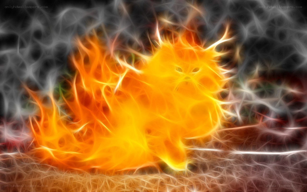 flame cat digital art