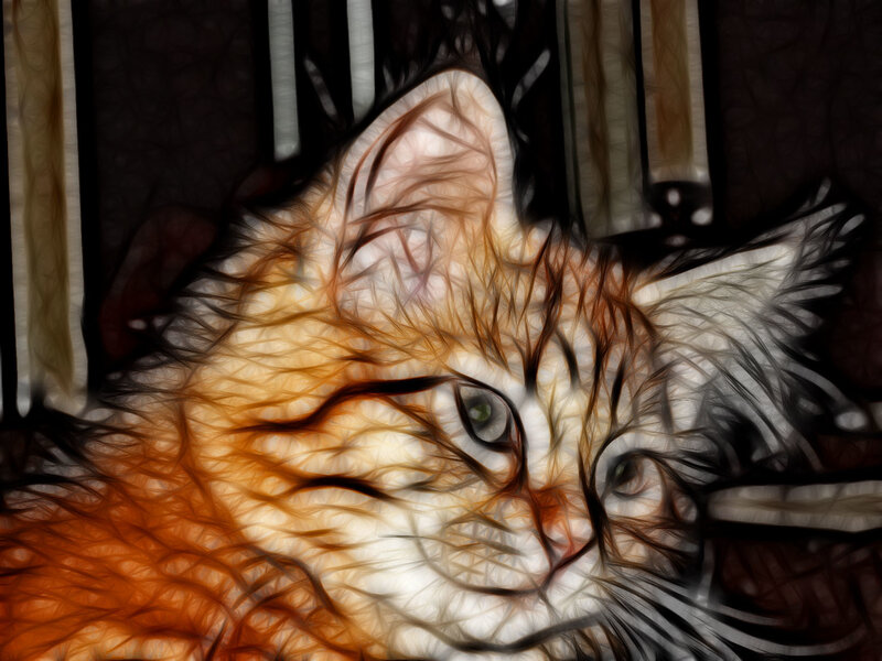 flame-colored cat portrait
