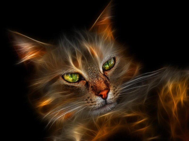 Flame-effect Cat — Black
