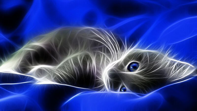 Flame-effect Cat — Blue