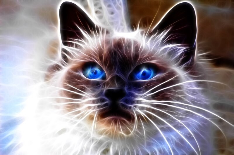 Flame-effect Cat Face — White