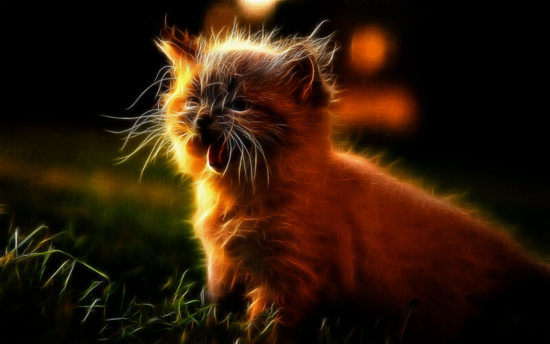 flame effect cat kitten