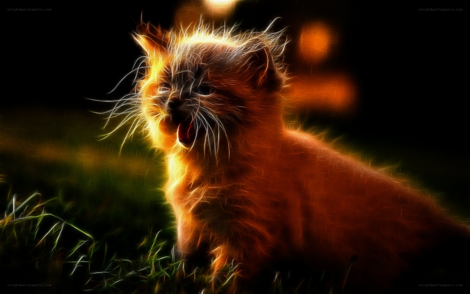 flame effect cat kitten