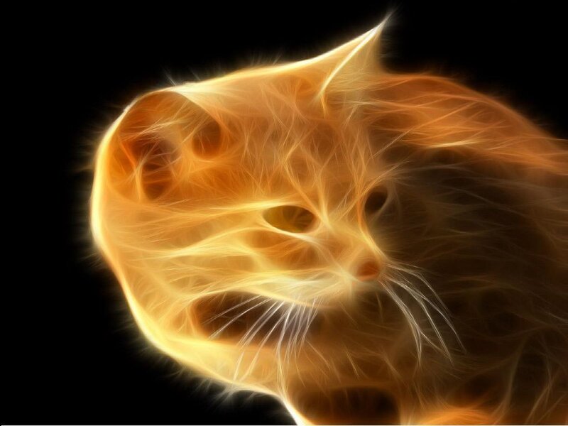 Flame-effect Cat — Orange