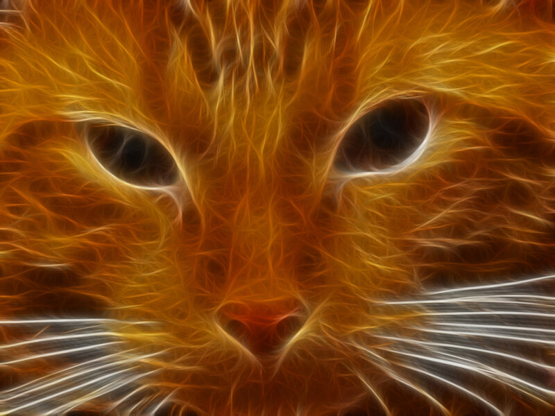 flame effect cat portrait