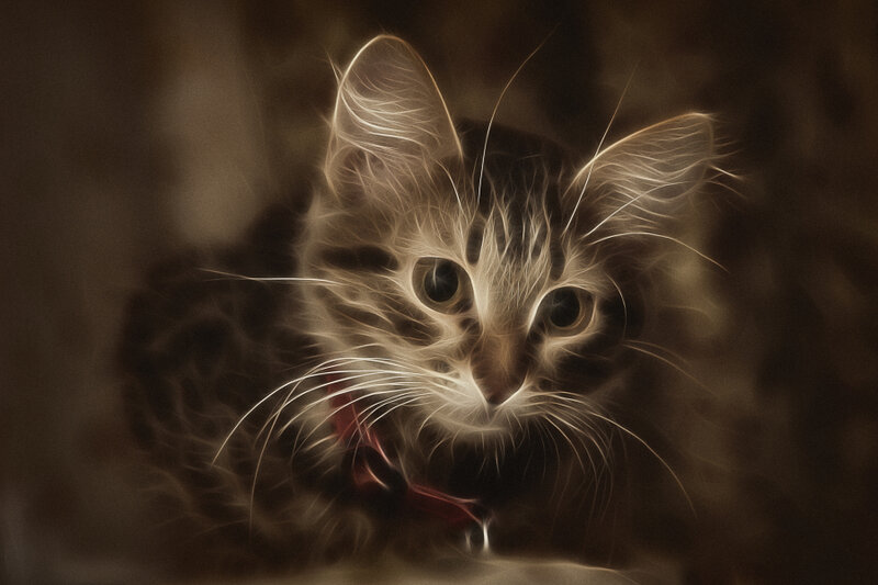 flame effect cat portrait
