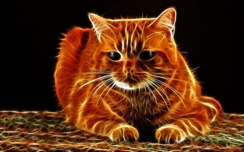flame effect cat portrait