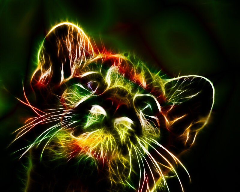 Flame-effect Cat