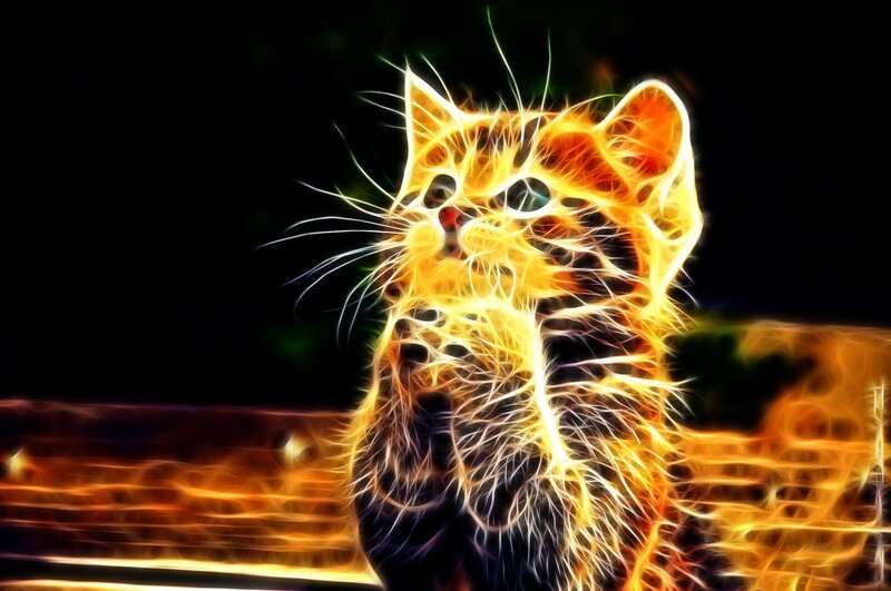 Flame-effect Cat — Yellow, Dramatic