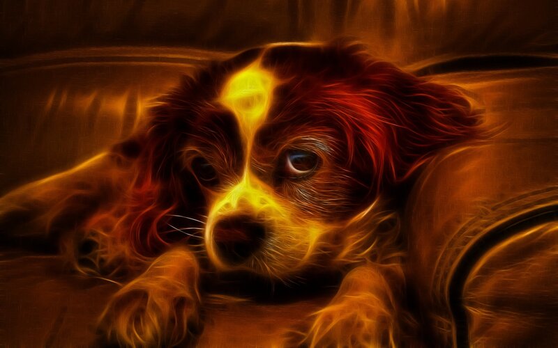 flame effect dog portrait