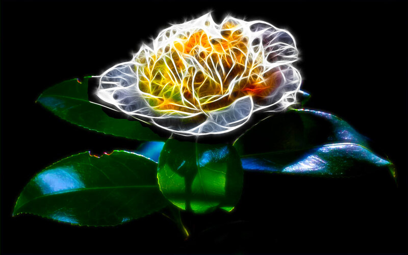 Flame effect flower