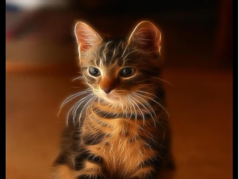 flame effect kitten portrait