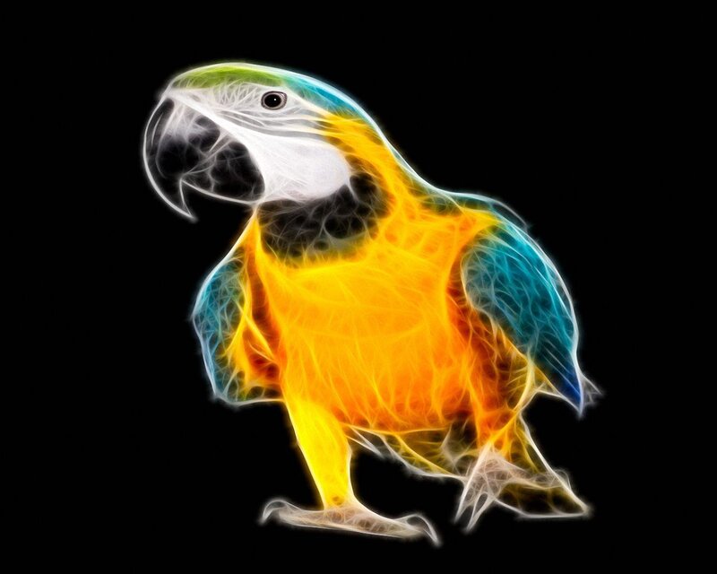 Flame-effect Parrot — Yellow