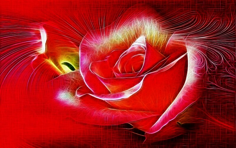 Flame Effect Rose