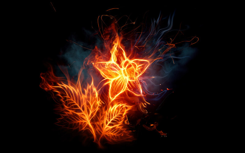Flame flower and leaf
