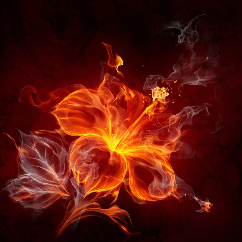 Flame Flower — Red, Dramatic, Digital Art, Fire, Smoke, Petals