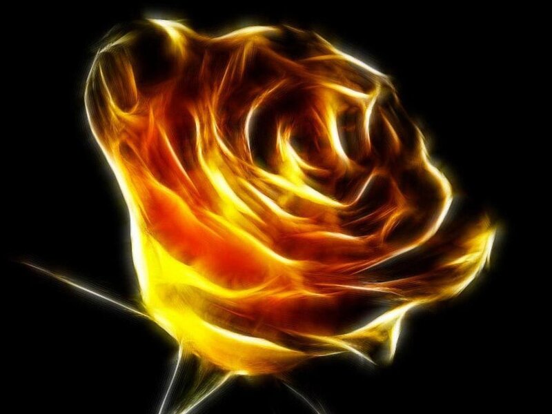 Flame Rose